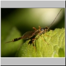 Acaenitinae spp - Schlupfwespe w08b 7mm fdet02.jpg